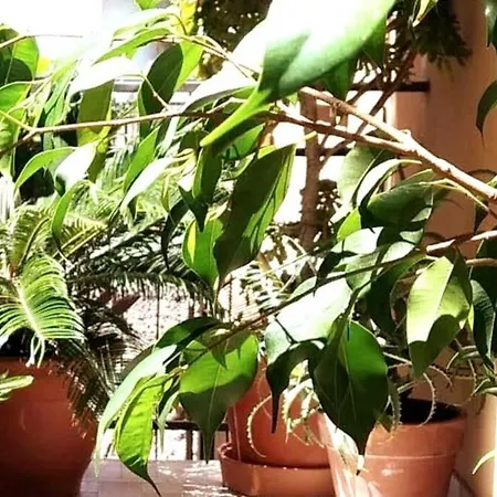 Verde Centrale Apartment *
